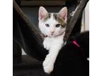 Adopt Celeste a White Domestic Shorthair / Mixed Breed (Medium) / Mixed (short