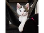 Adopt Celeste a White Domestic Shorthair / Domestic Shorthair / Mixed cat in