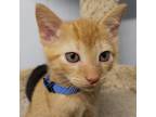 Adopt Wish a Orange or Red Domestic Shorthair / Mixed Breed (Medium) / Mixed