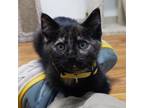 Adopt Estelle a All Black Domestic Shorthair / Domestic Shorthair / Mixed cat in