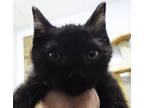 Adopt Faith a Gray or Blue Domestic Shorthair / Domestic Shorthair / Mixed cat