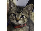 Adopt Hope a Gray or Blue Domestic Shorthair / Domestic Shorthair / Mixed cat in