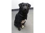 Adopt Taylor a Black Labrador Retriever / Mixed dog in Farmington, NM (40964297)