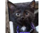 Adopt Kai a All Black Domestic Shorthair / Domestic Shorthair / Mixed cat in