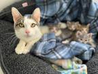 Adopt MAY a White Domestic Shorthair / Domestic Shorthair / Mixed cat in