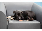Adopt Cagney (Underdog) a Black Terrier (Unknown Type, Medium) / Mixed Breed