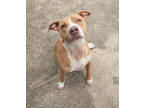 Adopt Lucy a Tan/Yellow/Fawn American Pit Bull Terrier / Mixed dog in New