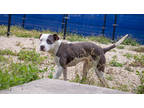 Adopt Patty Cake (Underdog) a White American Pit Bull Terrier / Mixed Breed