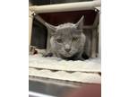 Adopt Pearl Grey a Gray or Blue Domestic Shorthair / Domestic Shorthair / Mixed