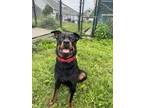 Adopt Finnick a Black Rottweiler / Mixed dog in Madison, NJ (41421720)