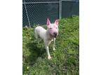 Adopt Yahtzee a White Bull Terrier / Mixed dog in Belleville, MI (41462196)