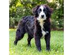 Adopt POPPY a Australian Shepherd / Mixed dog in Charlotte, NC (41453481)