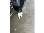 Adopt Hugo a Black Great Pyrenees / Mixed dog in Cedar Rapids, IA (41462159)