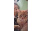 Adopt Willie a Orange or Red Domestic Shorthair / Mixed Breed (Medium) / Mixed