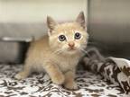 Adopt Oliver a Tan or Fawn Domestic Shorthair / Domestic Shorthair / Mixed cat