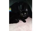 Adopt Vladamire (Smitten Kitten) a All Black Domestic Shorthair / Mixed Breed