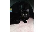 Adopt Vladamire (Smitten Kitten) a All Black Domestic Shorthair / Domestic