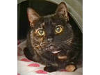 Adopt Cat Benetar (Smitten Kitten) a All Black Domestic Shorthair / Domestic