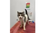 Adopt Bebe a Brown Tabby Domestic Shorthair / Mixed Breed (Medium) / Mixed