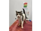 Adopt Bebe a Brown or Chocolate Domestic Shorthair / Domestic Shorthair / Mixed