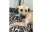 Adopt Allegra a Tan/Yellow/Fawn Shepherd (Unknown Type) / Mixed Breed (Medium) /