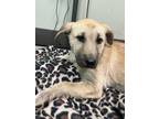 Adopt Allegra a Tan/Yellow/Fawn Shepherd (Unknown Type) / Mixed dog in Florence