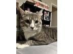 Adopt Silver a Gray, Blue or Silver Tabby Tabby / Mixed (medium coat) cat in