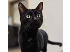 Adopt Seraphina a All Black Domestic Shorthair / Domestic Shorthair / Mixed cat