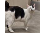 Adopt Frank a White Domestic Shorthair / Domestic Shorthair / Mixed cat in