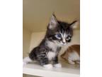 Adopt 55917296 a All Black Domestic Shorthair / Domestic Shorthair / Mixed cat