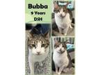 Adopt Bubba a Brown or Chocolate Domestic Shorthair / Domestic Shorthair / Mixed