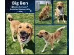 Adopt Big Ben a Tan/Yellow/Fawn Anatolian Shepherd / Golden Retriever / Mixed
