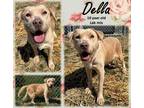 Adopt Della a Tan/Yellow/Fawn Labrador Retriever / Mixed dog in Franklin