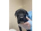 Adopt Corndog a Black Labrador Retriever / Mixed dog in San Antonio