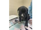 Adopt Hotdog a Black Labrador Retriever / Mixed dog in San Antonio