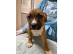 Adopt Surprise a Brown/Chocolate American Staffordshire Terrier / Mixed dog in