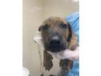 Adopt Chili Dog a Brindle Labrador Retriever / Mixed dog in San Antonio