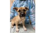 Adopt Joy a Tan/Yellow/Fawn American Staffordshire Terrier / Mixed dog in San