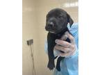 Adopt Cheeseburger a Black Labrador Retriever / Mixed dog in San Antonio