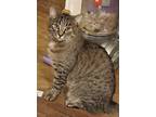 Adopt Clove a Gray, Blue or Silver Tabby Domestic Shorthair (short coat) cat in