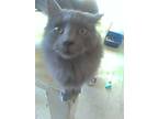 Adopt Kit a Gray or Blue Nebelung (long coat) cat in Flintstone, MD (25689460)