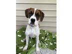 Adopt “Casper” a White - with Brown or Chocolate Boxer / Labrador Retriever