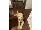 Adopt Milo a Tan/Yellow/Fawn - with White Labradoodle / Mixed dog in Atlanta