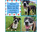 Adopt 2024-05-127 *Xavier* a American Pit Bull Terrier / Mixed dog in Winder