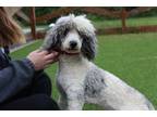 Adopt Orion a Poodle