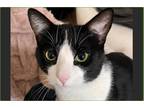 Adopt Dax a Black & White or Tuxedo Domestic Shorthair (short coat) cat in