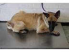 Adopt Kate a Gray/Blue/Silver/Salt & Pepper German Shepherd Dog dog in