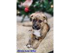 Adopt Drew Lou Who a Terrier