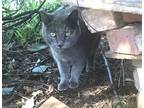 Adopt Brandy [CP] a Gray or Blue Russian Blue / Mixed (short coat) cat in