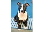 Adopt Riley a Black - with White American Pit Bull Terrier / Mixed dog in
